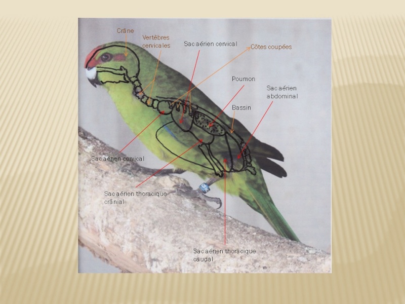 Appareil respiratoire  du kakariki dans l'oiseau Ap_res10