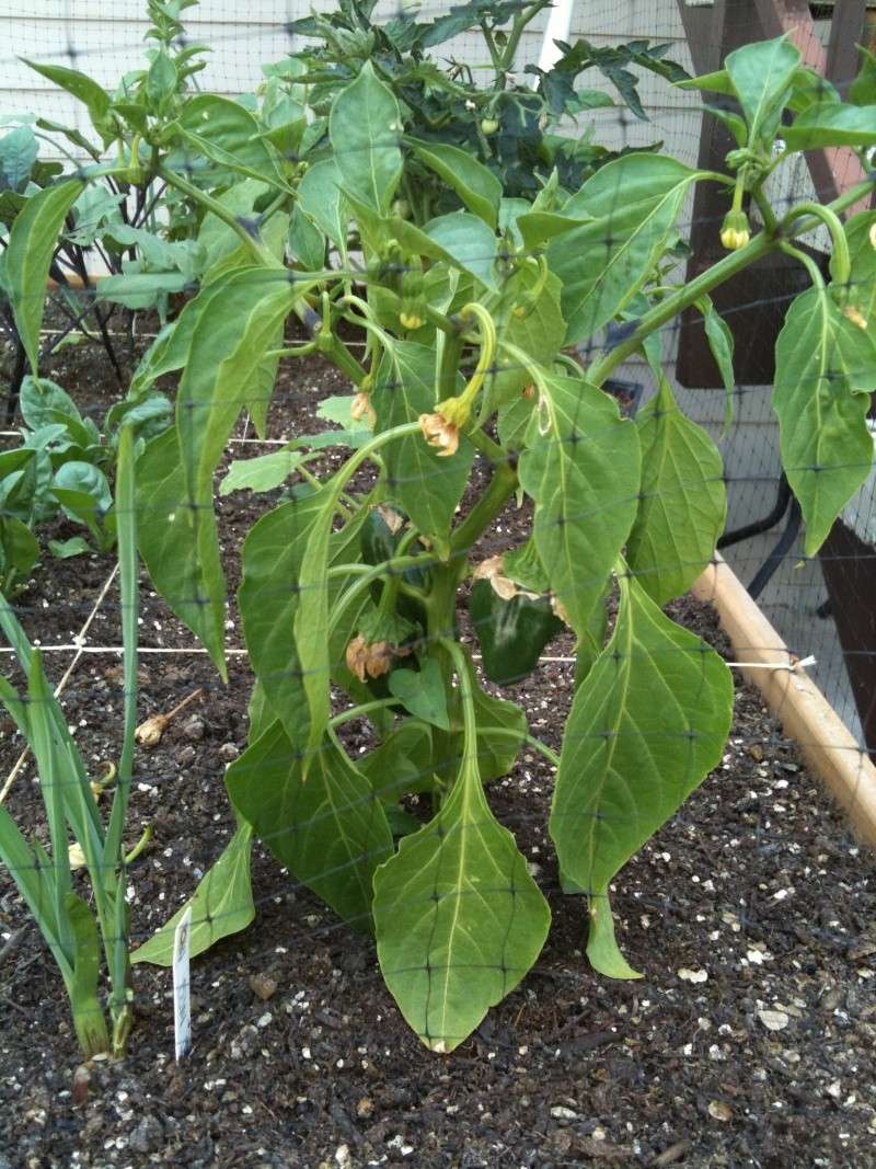pepper plant problem Iphone10