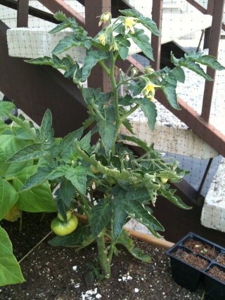 eggplant - pepper plant problem Iphone13