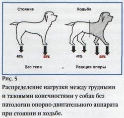 Дисплазия и все о ней! Zw117_22