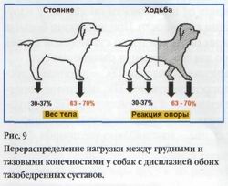Дисплазия суставов у собак лечение. Дисплазия средней степени тазобедренного сустава у собак. Дисплазия тазобедренного сустава у пуделя. Дисплазия суставов у щенка. Тазобедренная дисплазия у собак.