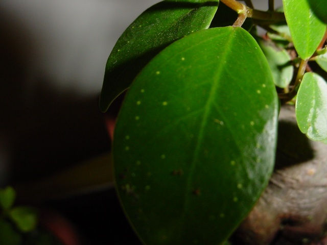 Identifying 2 new Bonsai and white spots on leaves Bunsai13