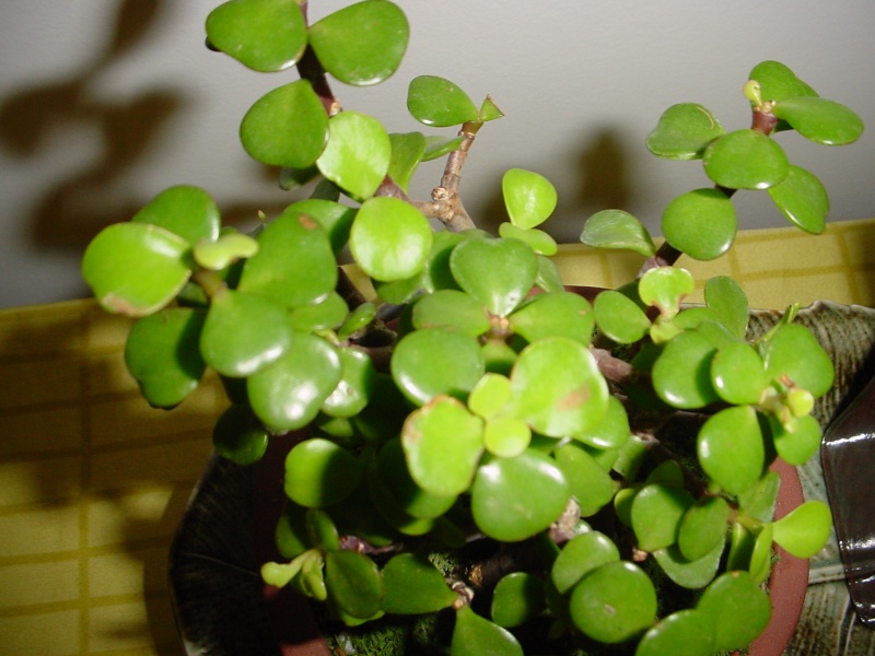 Identifying 2 new Bonsai and white spots on leaves Bunsai15