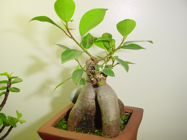 Encouraging new growth on trunk Bunsai19