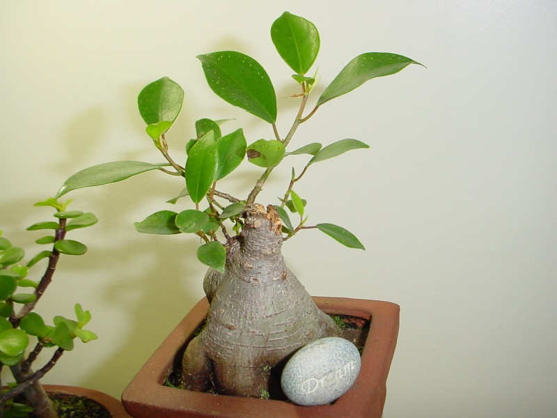 Encouraging new growth on trunk Bunsai20