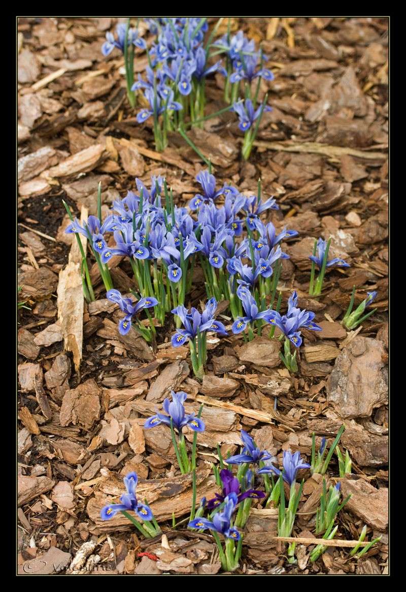 Un intrus parmi mes petits Iris reticulata Irisre10