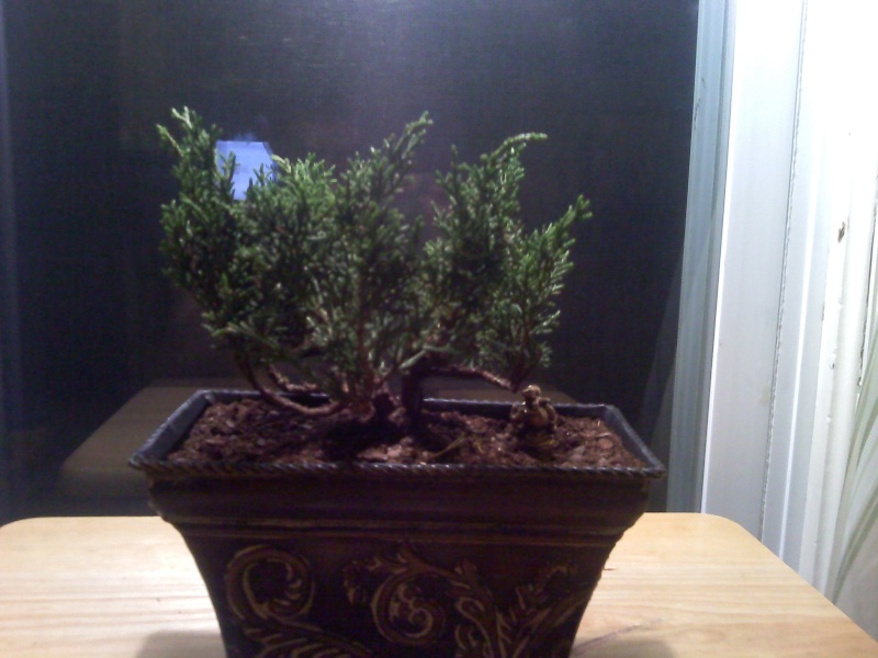 new bonsai trees 00116