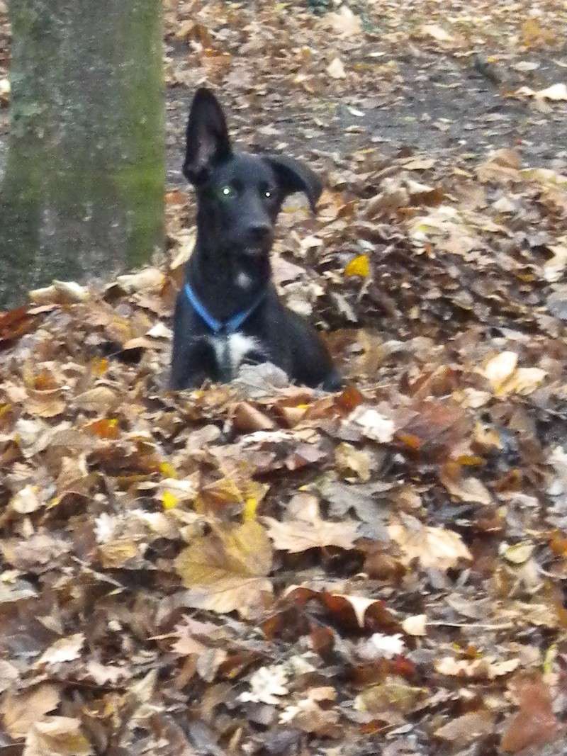 Résultat du concours photos : "Mon lab dans la nature..." Fido_n12