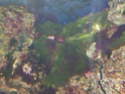 algues vertes filamenteuses Les_au10