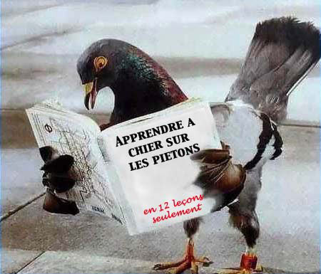 Photo Humour Oiseau10