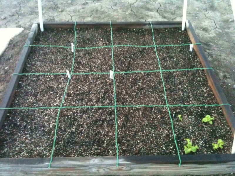 Our first Square Foot Garden Iphone23