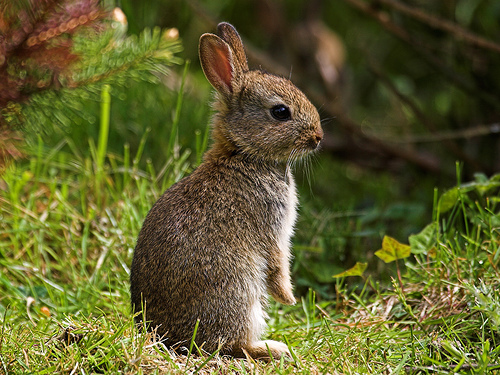 Rabbit Roleplay Bunny10