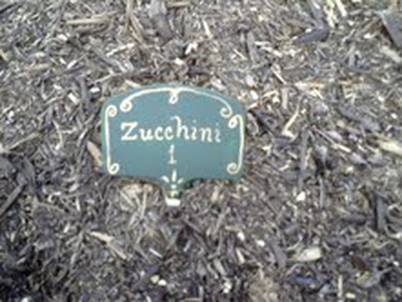What's Your Garden Sign? - Page 2 Zucchi10