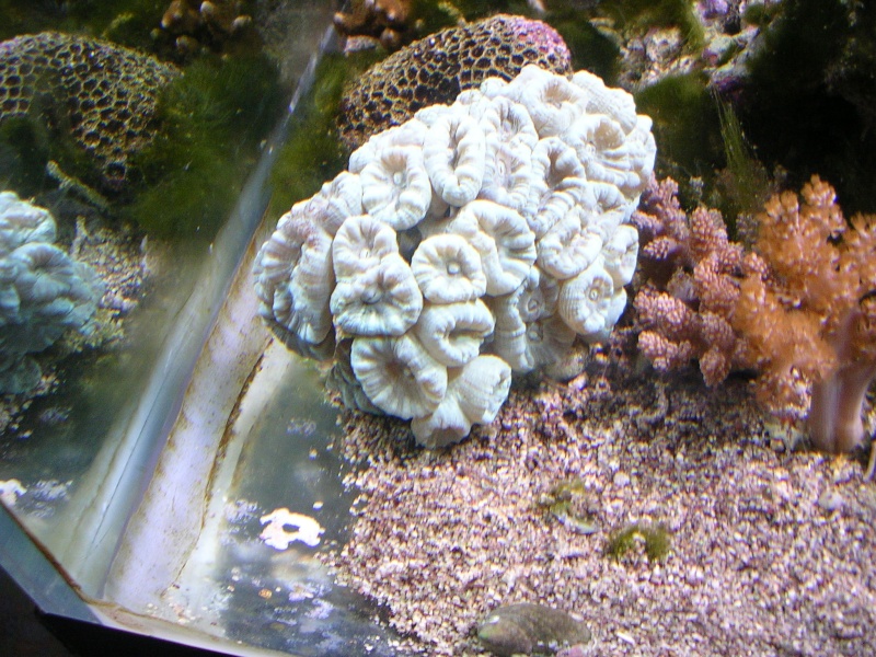 De la pousse des coraux..... Dscn0310