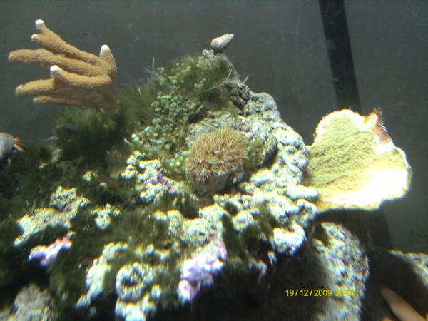 De la pousse des coraux..... Pict0910