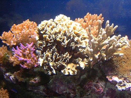 De la pousse des coraux..... Pict1711