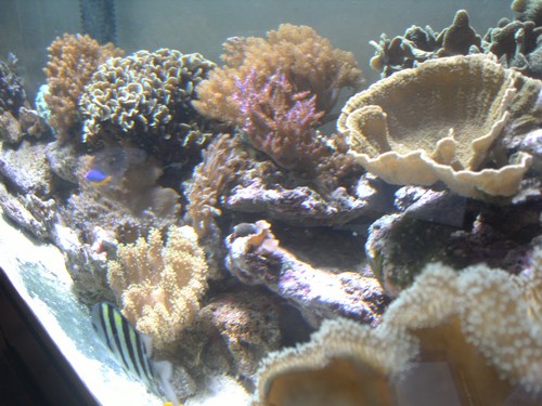 Aquarium récifal ... Pict2011