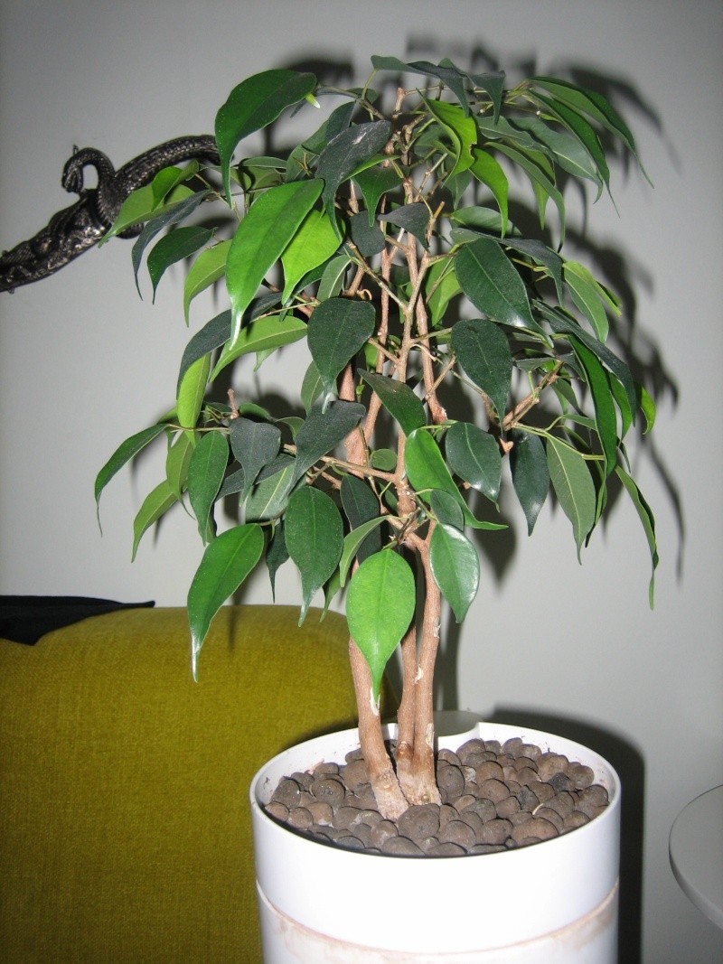 Ficus Benjamina, Need tips!! Img_3316