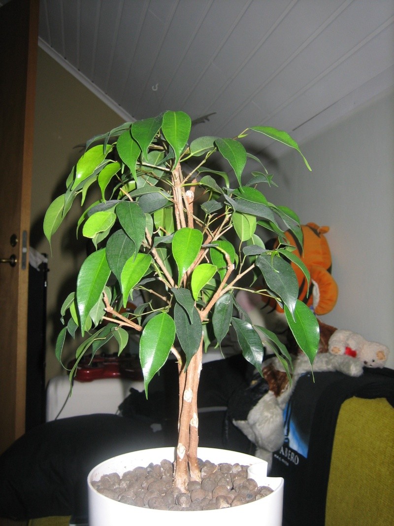 Ficus Benjamina, Need tips!! Img_3317