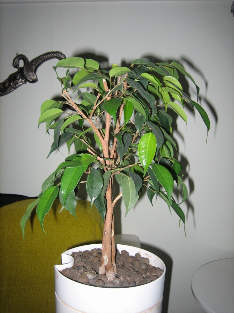 Ficus Benjamina, Need tips!! Img_3318