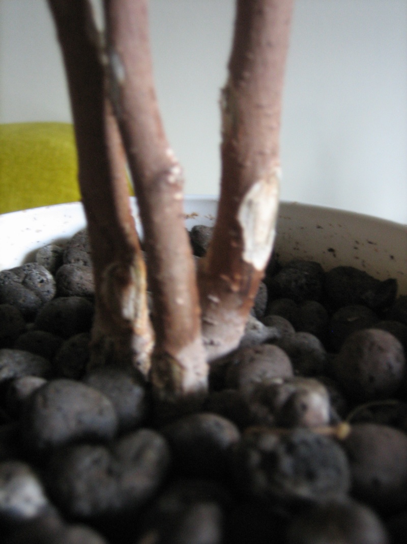 Ficus Benjamina, Need tips!! Img_3320