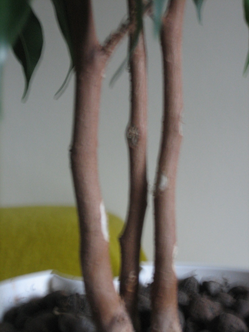 Ficus Benjamina, Need tips!! Img_3321