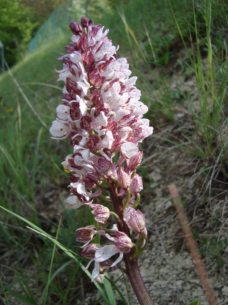 Lusus d'Orchis Purpurea ? Dsc01013