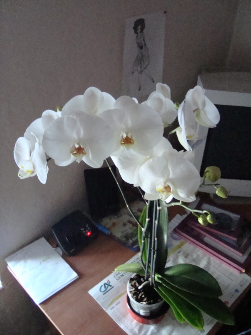 Phalaenopsis Dsc01113
