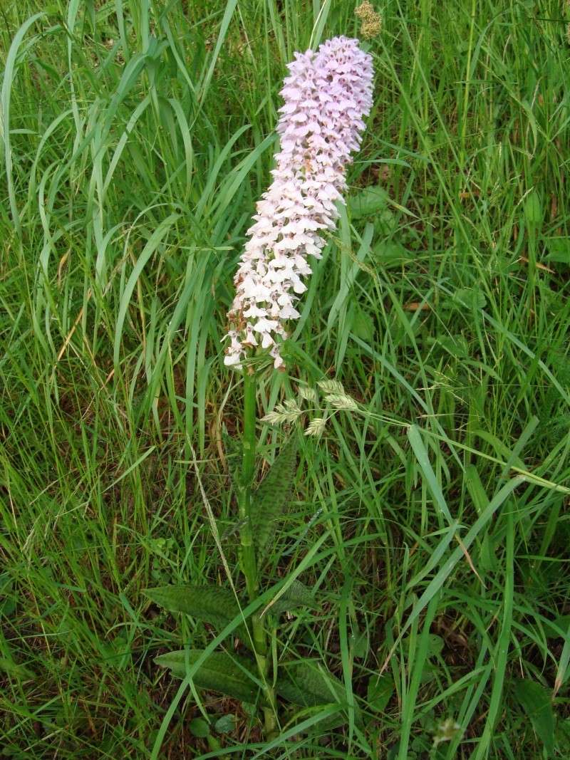 Dactylorhiza maculata robuste Dsc01214