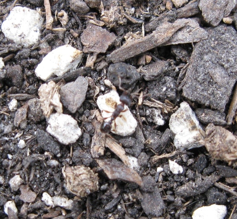 Something is eating holes in my green beans Ant10