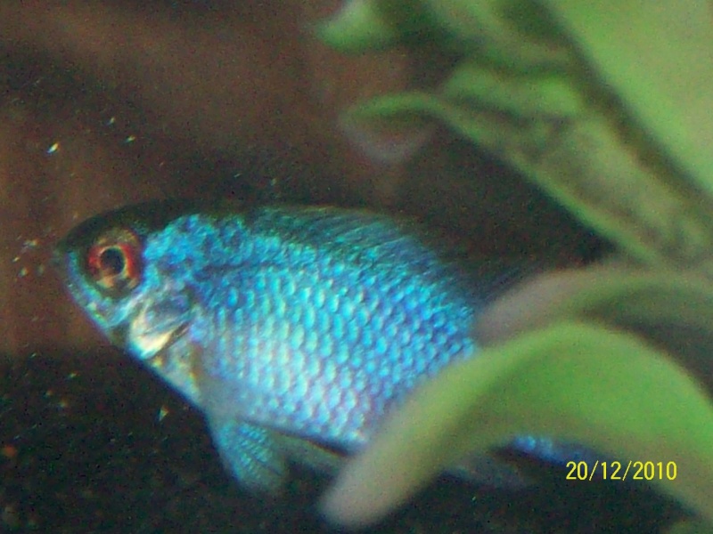 sexing electric blue rams (pics inside) Fish_t12