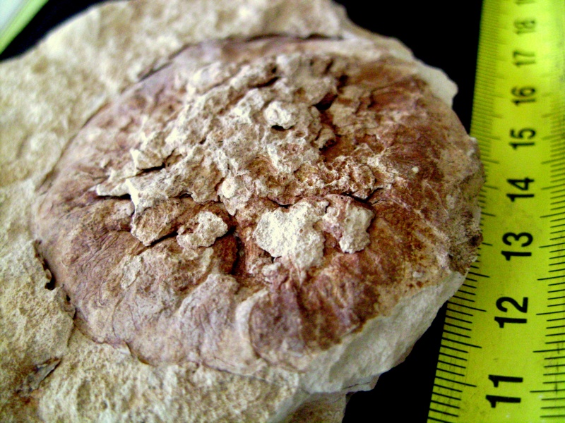 fossiles à identifier Dsc00317