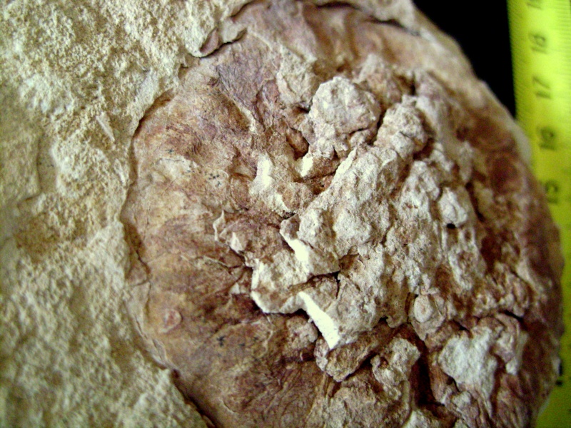 fossiles à identifier Dsc00318