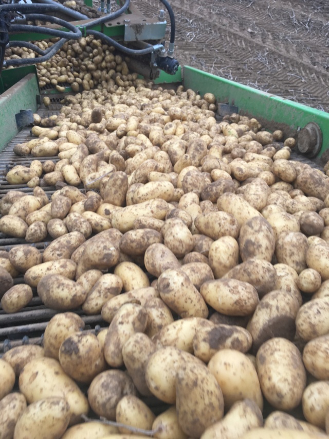 Évolution des cultures de pommes de terre 2018 - Page 19 Chiens10
