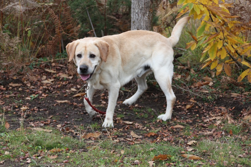 PAKA, pur lab sable de 7 ans, Landes 40 Img_7711