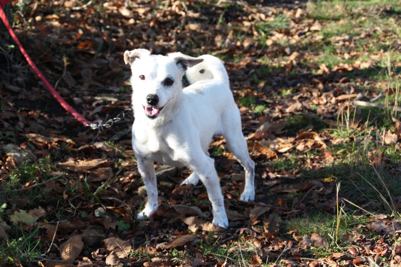 ROMAN, x jack russel blanc de 7 ans, mrite enfin le bonheur Landes 40 ADOPTE Img_7911