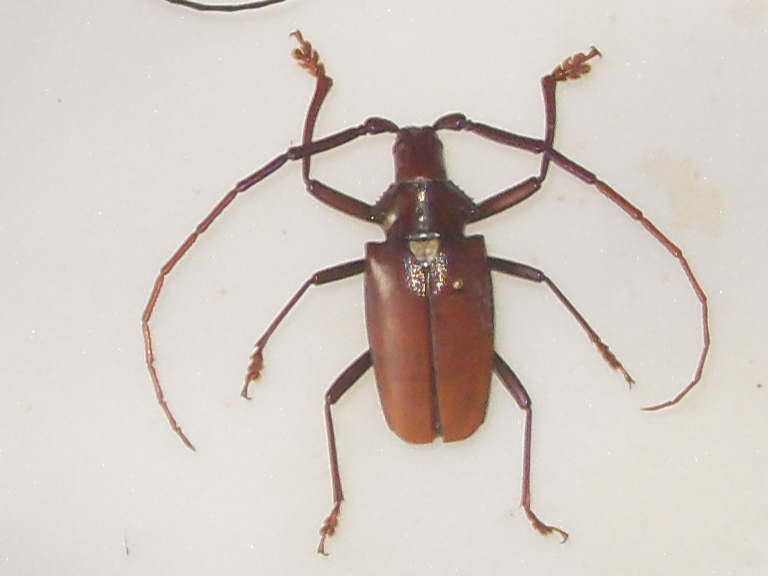[Scatopyrodes longiceps]Cerambycidae inconnu Sdc14610