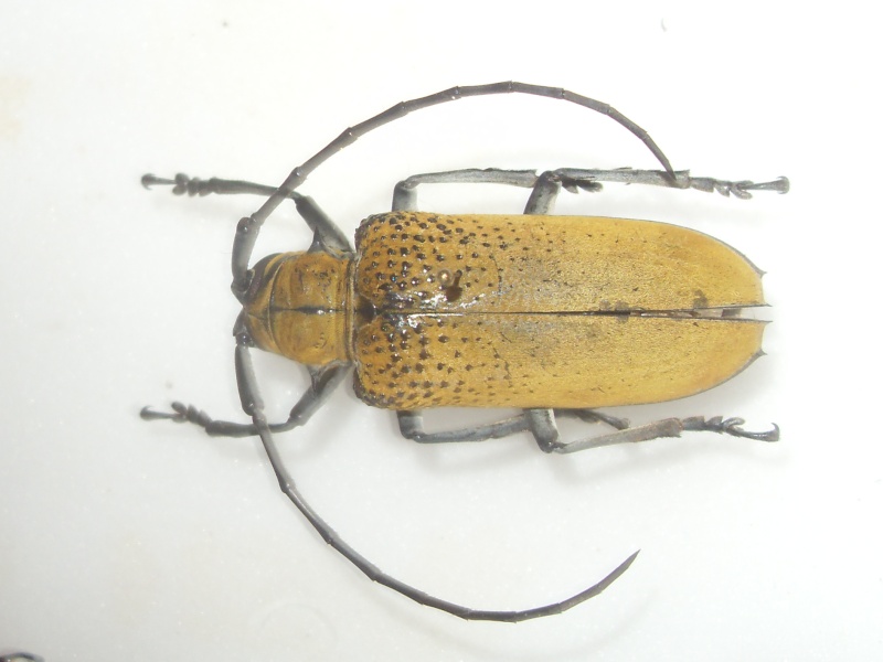 [Celosterna sp] Cerambycidae inconnu 2 Sdc14612