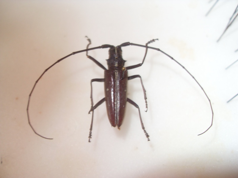 [Taeniotes sp]Cerambycidae inconnu 3 Sdc14613