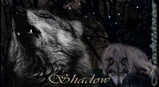 Shadow - Nachttänzer Shadow10