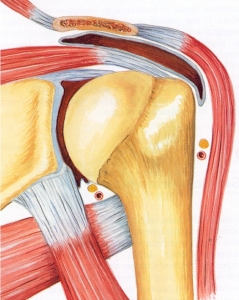 Anatomia e Krahrorit  Schult11