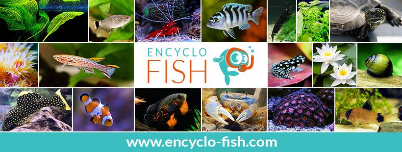 ENCYCLO-FISH.COM C10