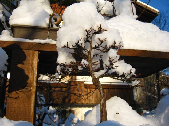 Bonsai sotto la neve Immagi12