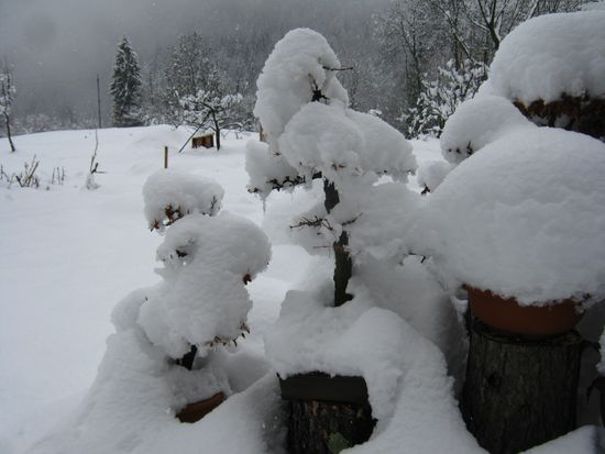 Bonsai sotto la neve Immagi15
