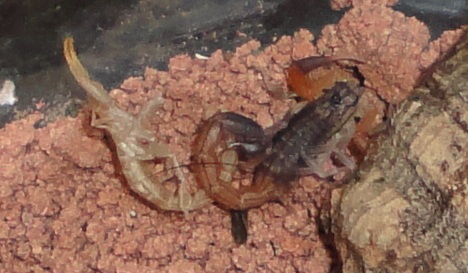 Hottentotta hottentotta le 1er scorpion ;) Dsc00110