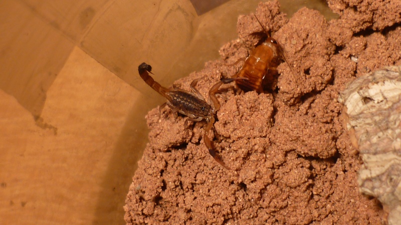 Hottentotta hottentotta le 1er scorpion ;) P1000917