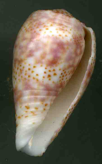 Conus (Textilia) adamsonii   Broderip, 1836 Adams010