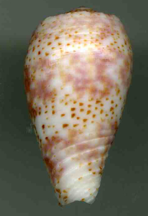 Conus (Textilia) adamsonii   Broderip, 1836 Conusa10