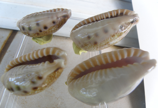 Coquilles de Wallis et Futuna - Page 3 P4050214