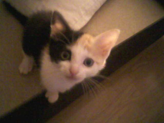 Chiara, jolie petite chatonne tricolore de 3 mois Photos11
